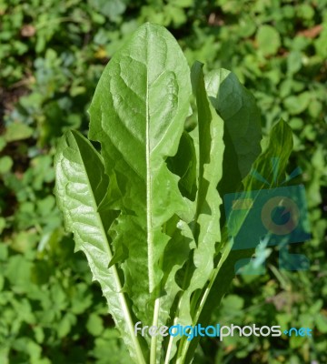 Bouquet Of Leaves From Dandelions Stock Photo