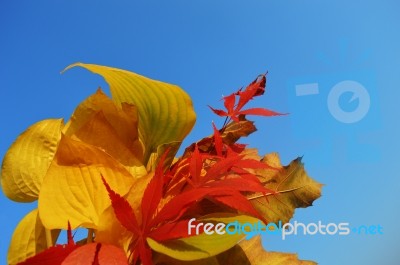 Bouquet Of Milticolor Leaves Stock Photo