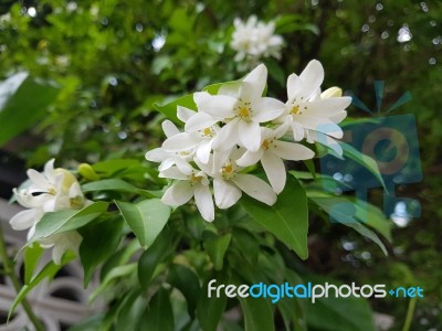 Bouquet Of Oraange Jessamine Flower Stock Photo