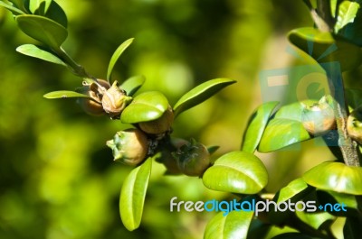 Box Twigs With Fruits Stock Photo