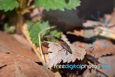 Boxelder Bugs Mating Stock Photo