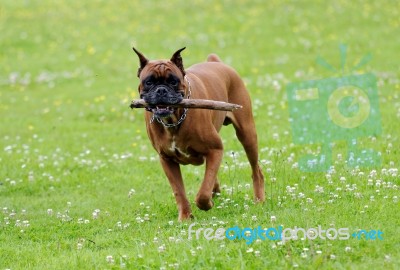 Boxer Dog Stock Photo