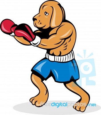 Boxer Dog With Gloves Stock Image