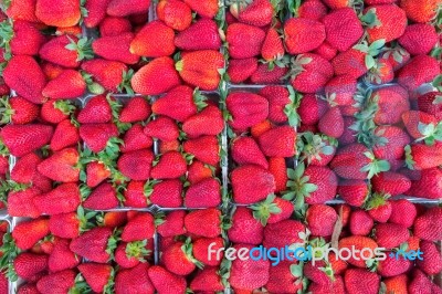 Boxes Filled With Red Strawberries Stock Photo