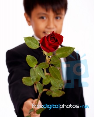 Boy Holding Rose Stock Photo