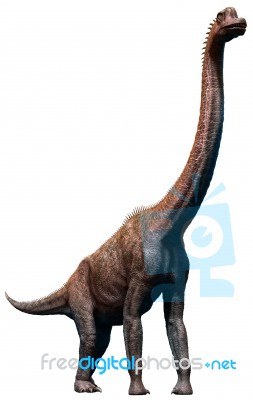 Brachiosaurus Stock Image