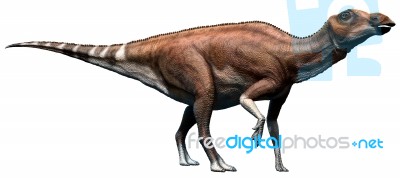 Brachylophosaurus Stock Image