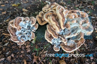 Bracket Fungus Stock Photo