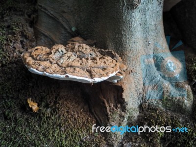 Bracket Fungus Growing On A Tree In Ashdown Forest Stock Photo