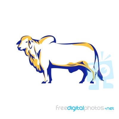 Brahman Bull Side View Retro Stock Image