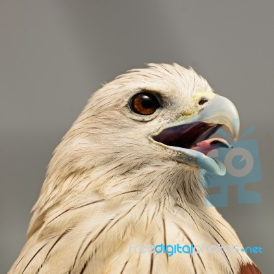 Brahminy Kite Stock Photo