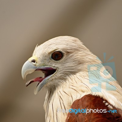 Brahminy Kite Stock Photo