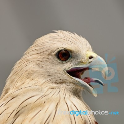 Brahminy Kite Stock Photo