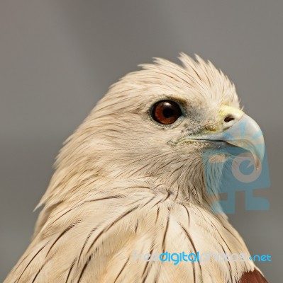 Brahminy Kite Stock Photo