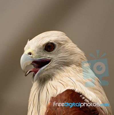 Brahminy Kite Stock Photo