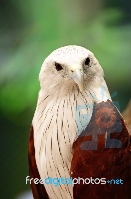 Brahminy Kite Stock Photo