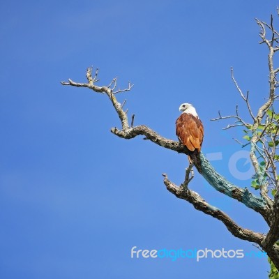 Brahminy Kite Stock Photo