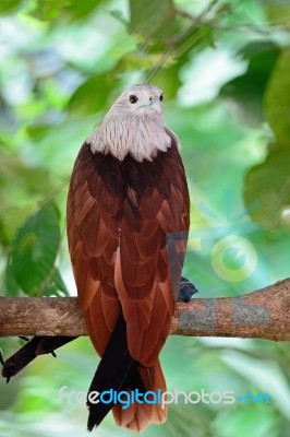 Brahminy Kite Stock Photo