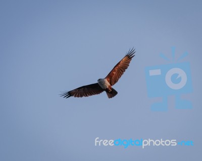 Brahminy Kite, Haliastur Indus Stock Photo