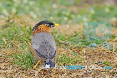 Brahminy Starling Stock Photo