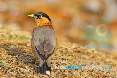 Brahminy Starling Stock Photo