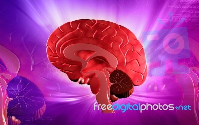 Brain Stock Image