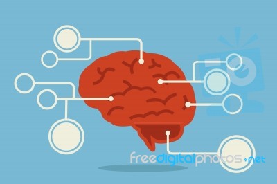 Brain Infographic Stock Image