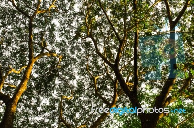 Branch And Leaves (dead Tree) Stock Photo