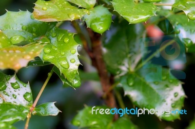 Branch Mahonia Stock Photo