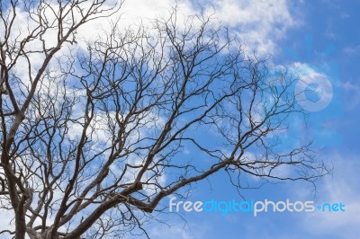 Branch Of Dead Tree Stock Photo