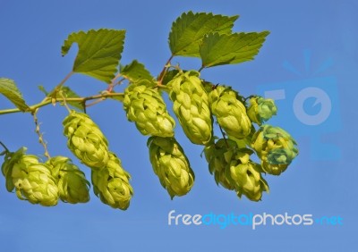 Branch Of Hop Cone Stock Photo