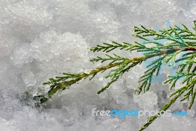 Branch Of Juniper Stock Photo