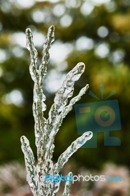 Branch Of Juniper Stock Photo