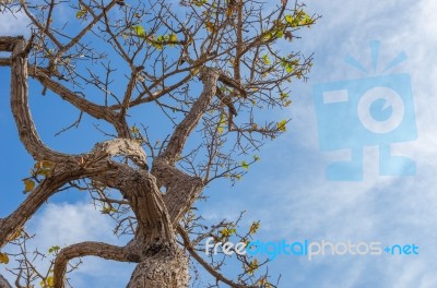 branch of Tree And Sky Stock Photo