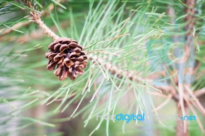 Branch Of Tree With Pine Cones Stock Photo