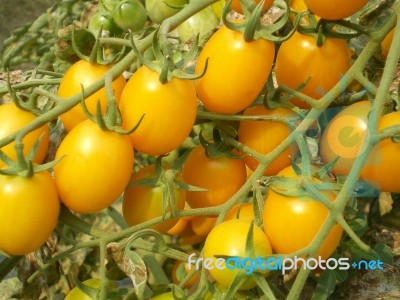 Branch Of Yellow Tomatoes Stock Photo