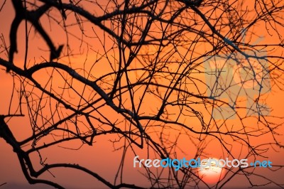 Branch Silhouette Sunset Stock Photo