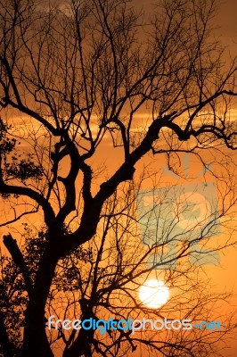 Branch Silhouette Sunset Stock Photo