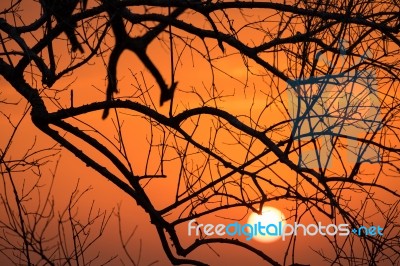 Branch Silhouette Sunset Stock Photo