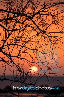 Branch Silhouette Sunset Stock Photo