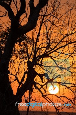 Branch Silhouette Sunset Stock Photo