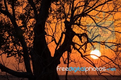 Branch Silhouette Sunset Stock Photo