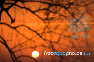 Branch Silhouette Sunset Stock Photo