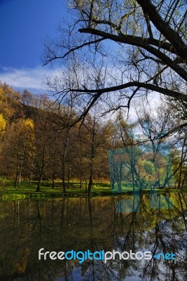 Branch Tree And Lake Stock Photo