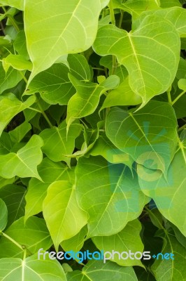 Branches And Leaves Stock Photo