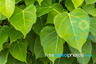 Branches And Leaves Stock Photo