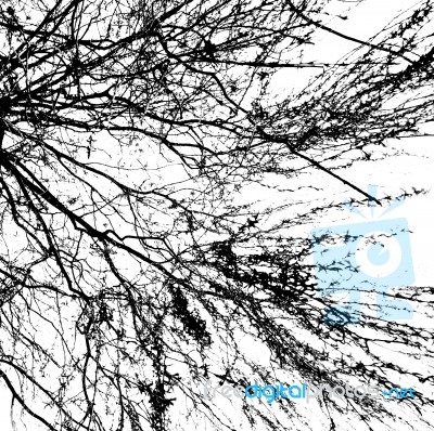 Branches Of A Tree Without Leaves Stock Photo