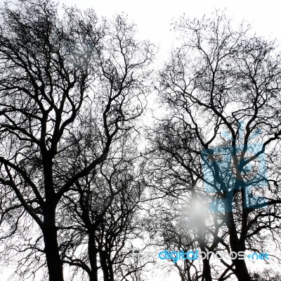 Branches Of A Tree Without Leaves In Spring Stock Photo