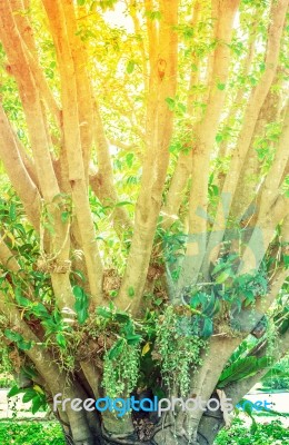 Branches Of An Ornamental Tree Stock Photo