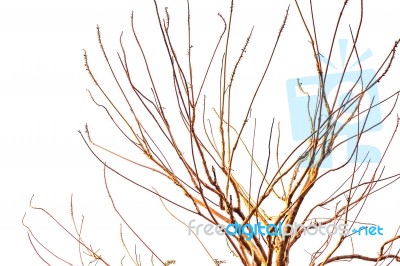 Branches Of Dry With A White Background Stock Photo